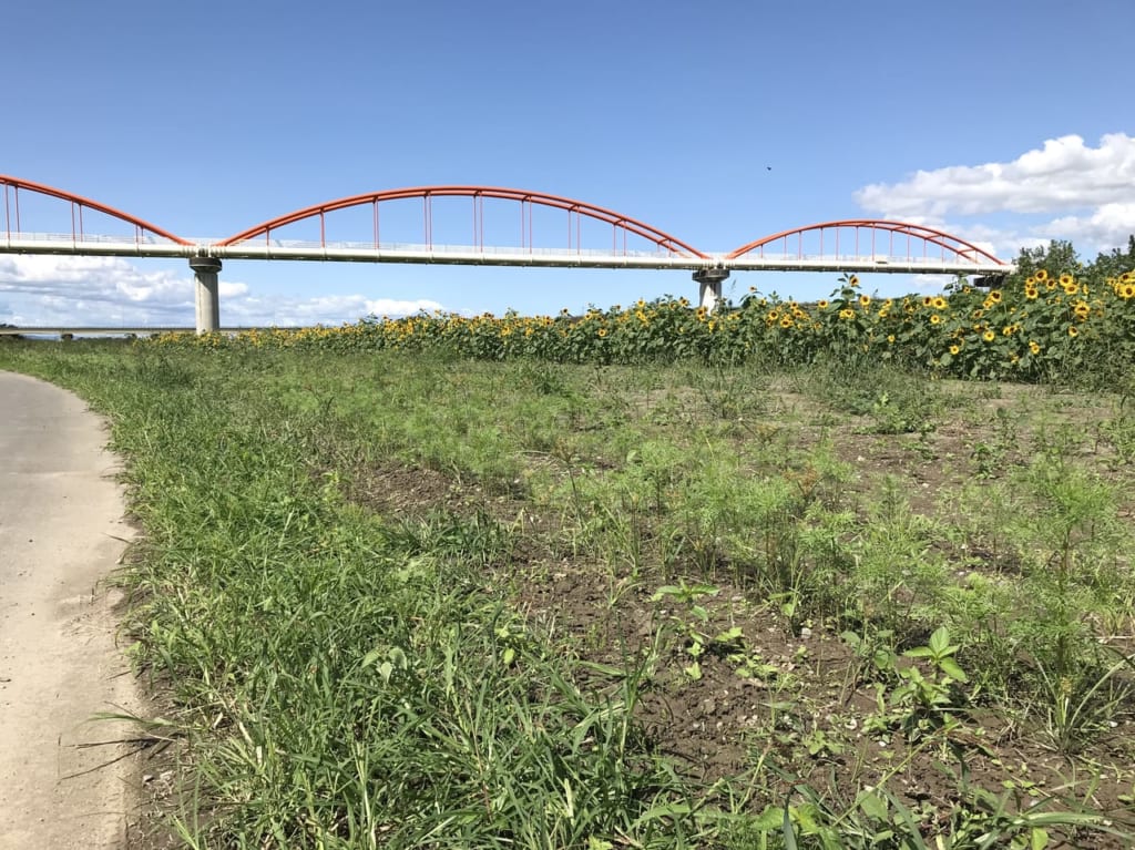 鴻巣コスモス畑と荒川水管橋