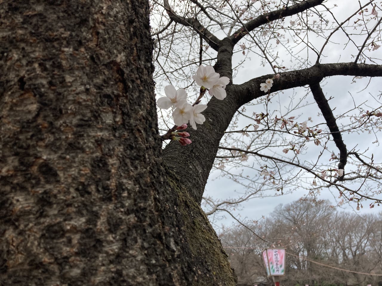 鴻巣公園の桜の開花状況