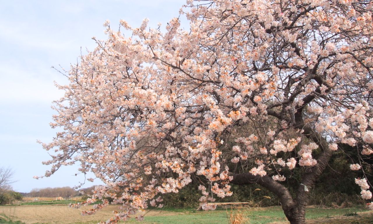 北本河津桜