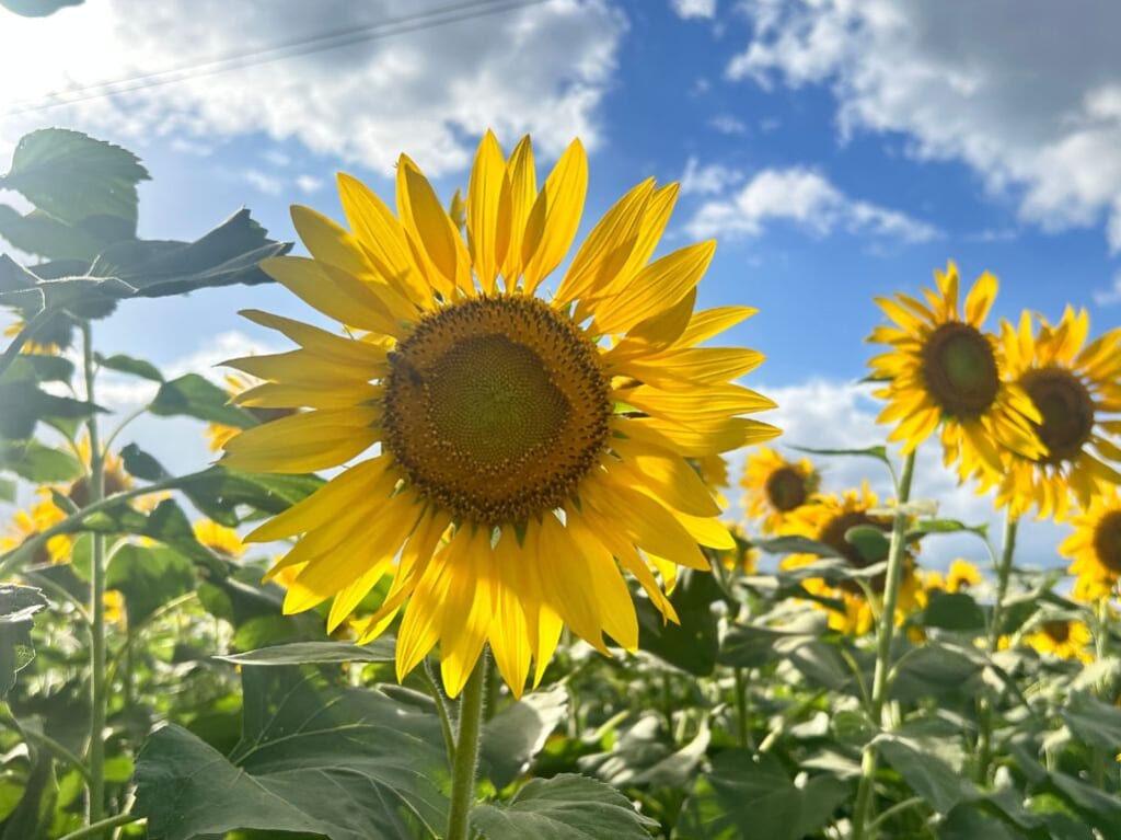 青空ひまわり