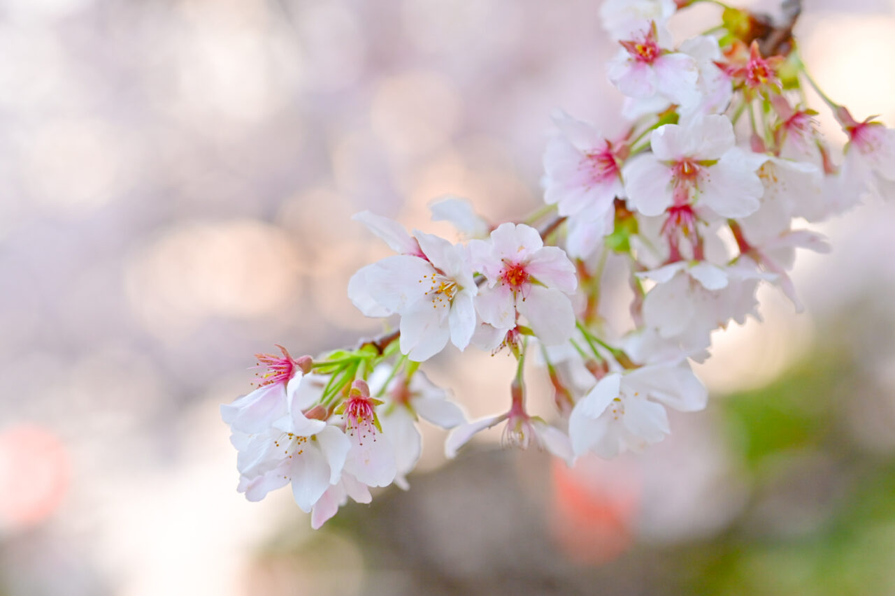 桜