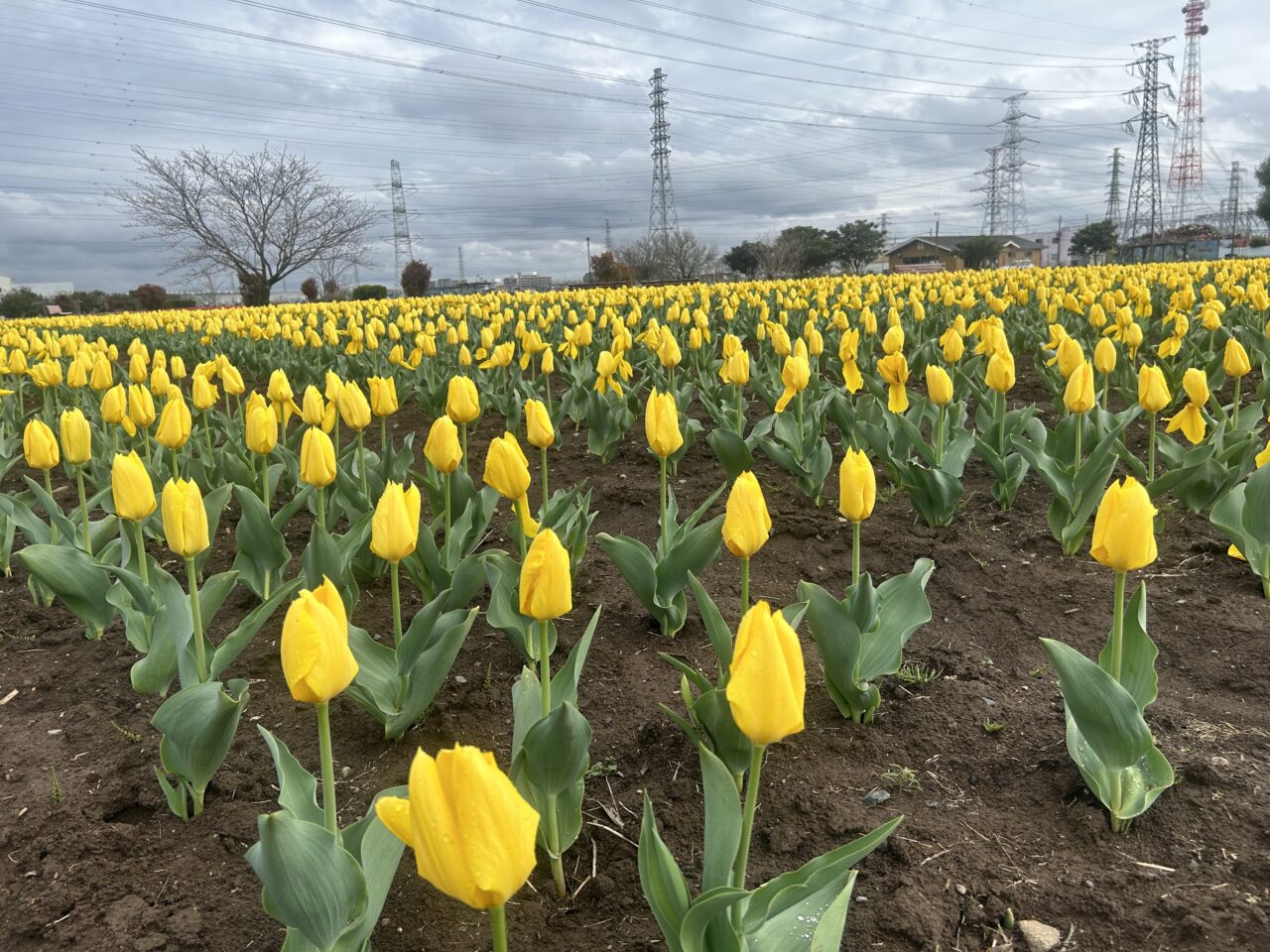 チューリップまつり