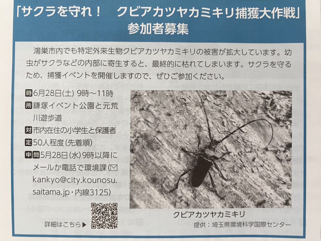 クビアカツヤカミキリ