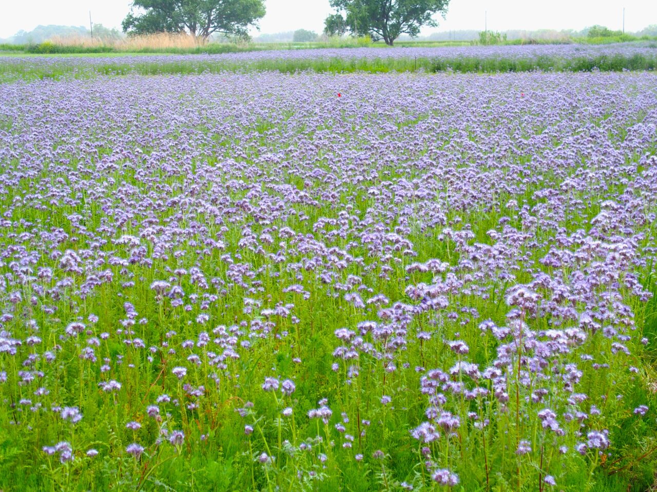 こうのす花まつり馬室会場