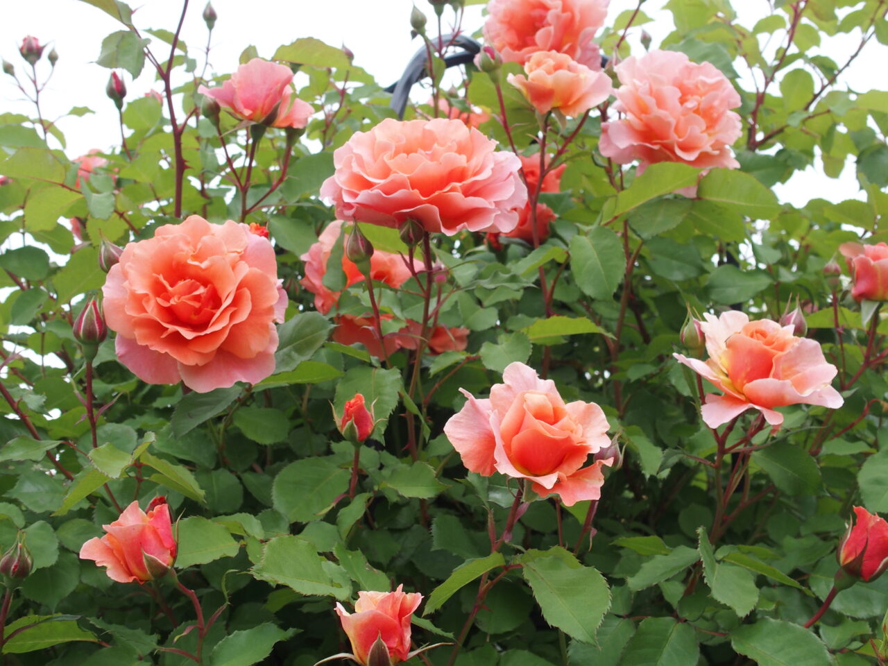 花久の里