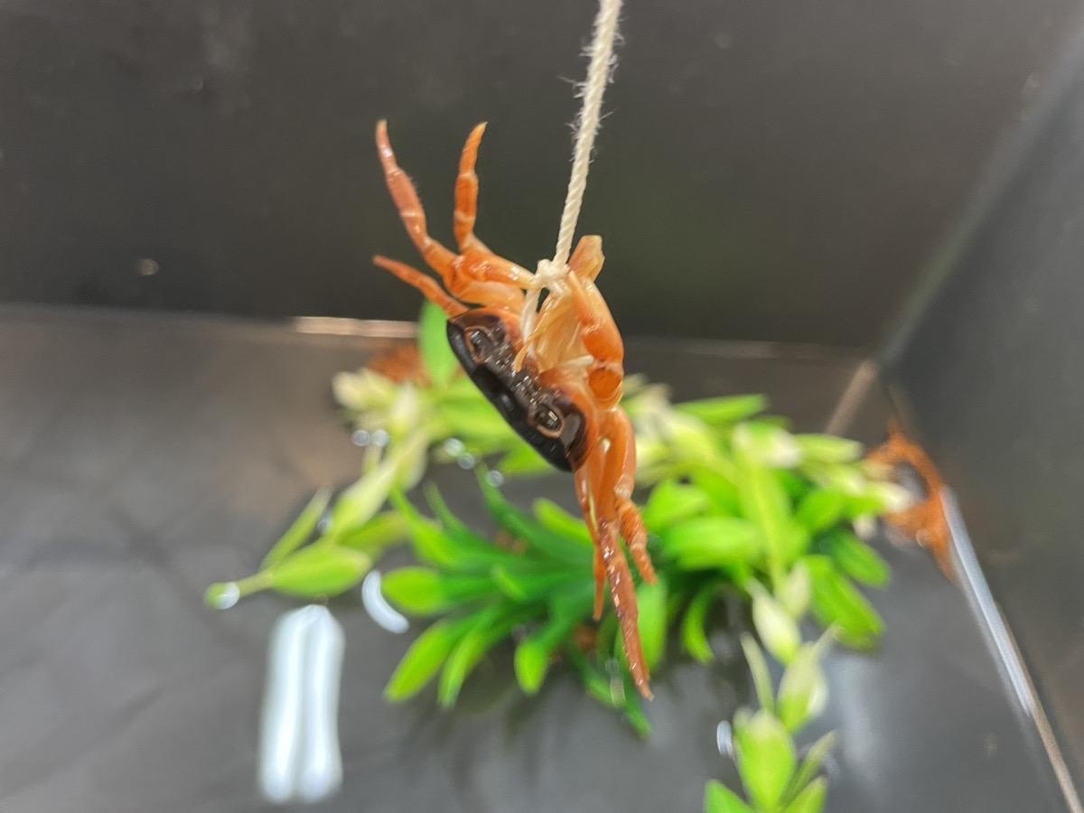 みずみずランドのサワガニ釣り