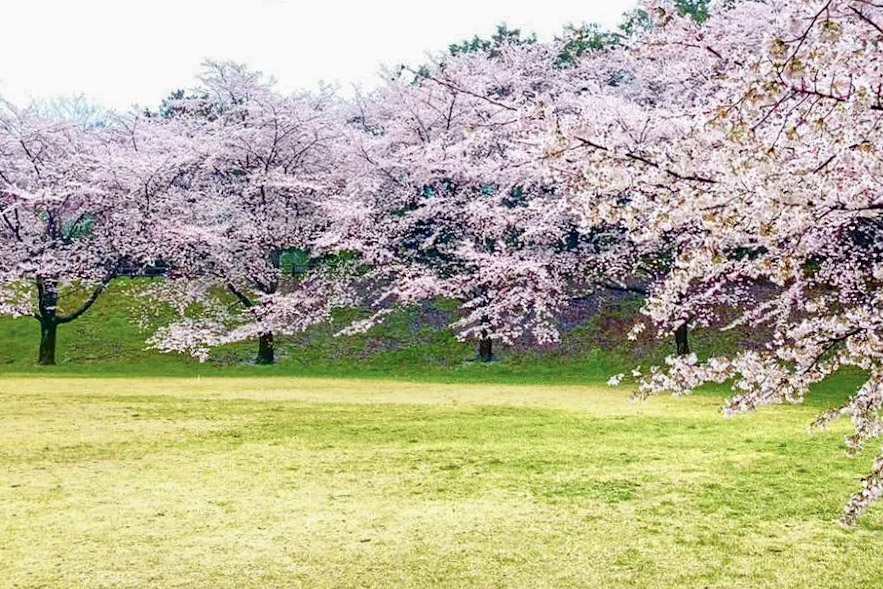 サンアメニティ北本キャンプフィールド芝生広場 桜