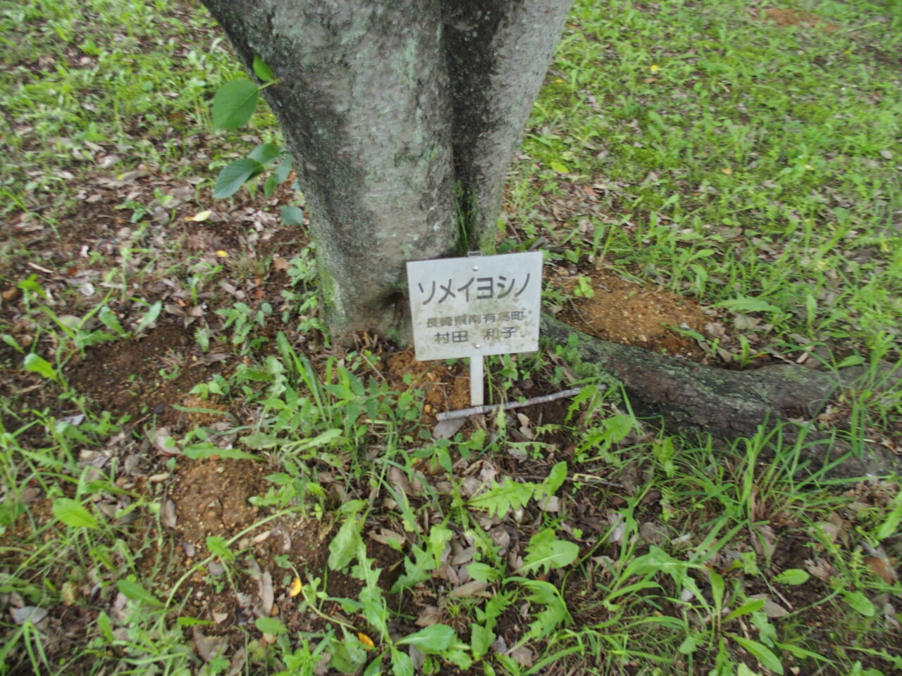 高尾さくら公園