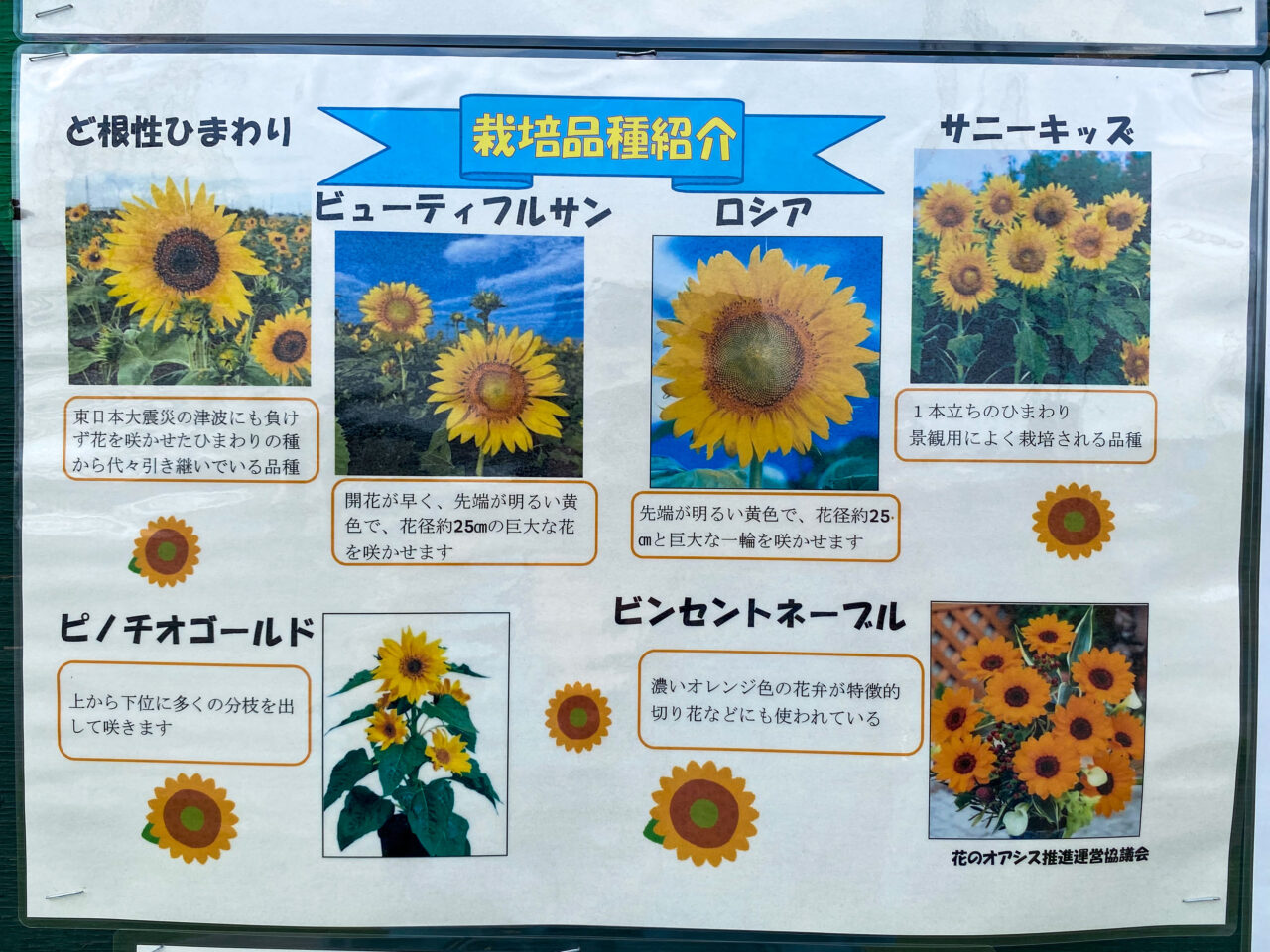 花のオアシスの秋のひまわり