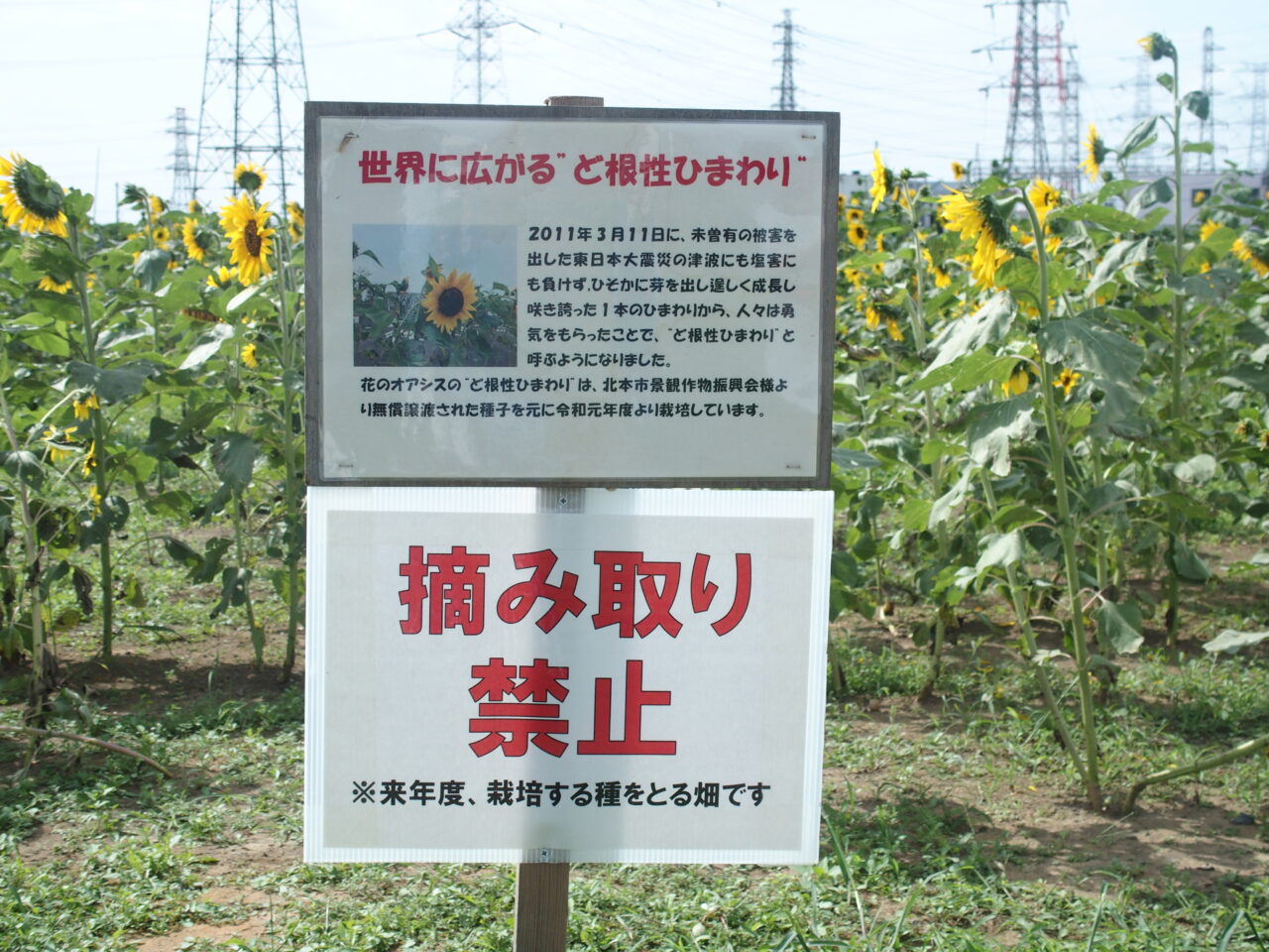 花のオアシスの秋のひまわり