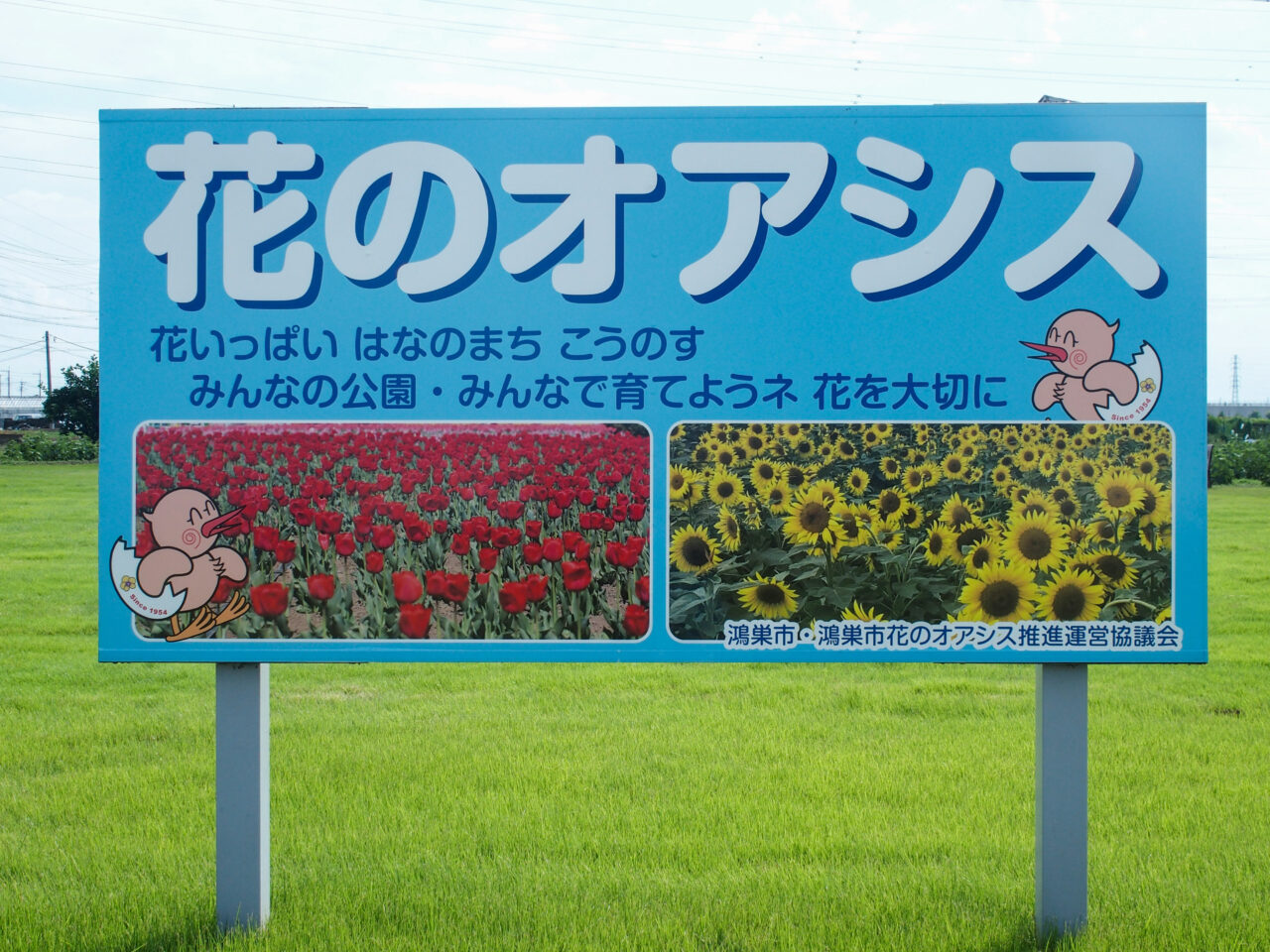 花のオアシスの秋のひまわり