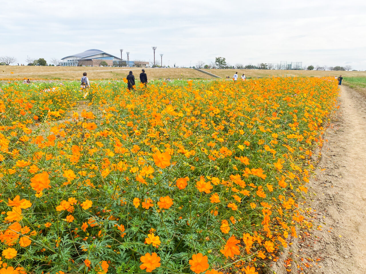 コスモスフェスティバル開催前の開花状況