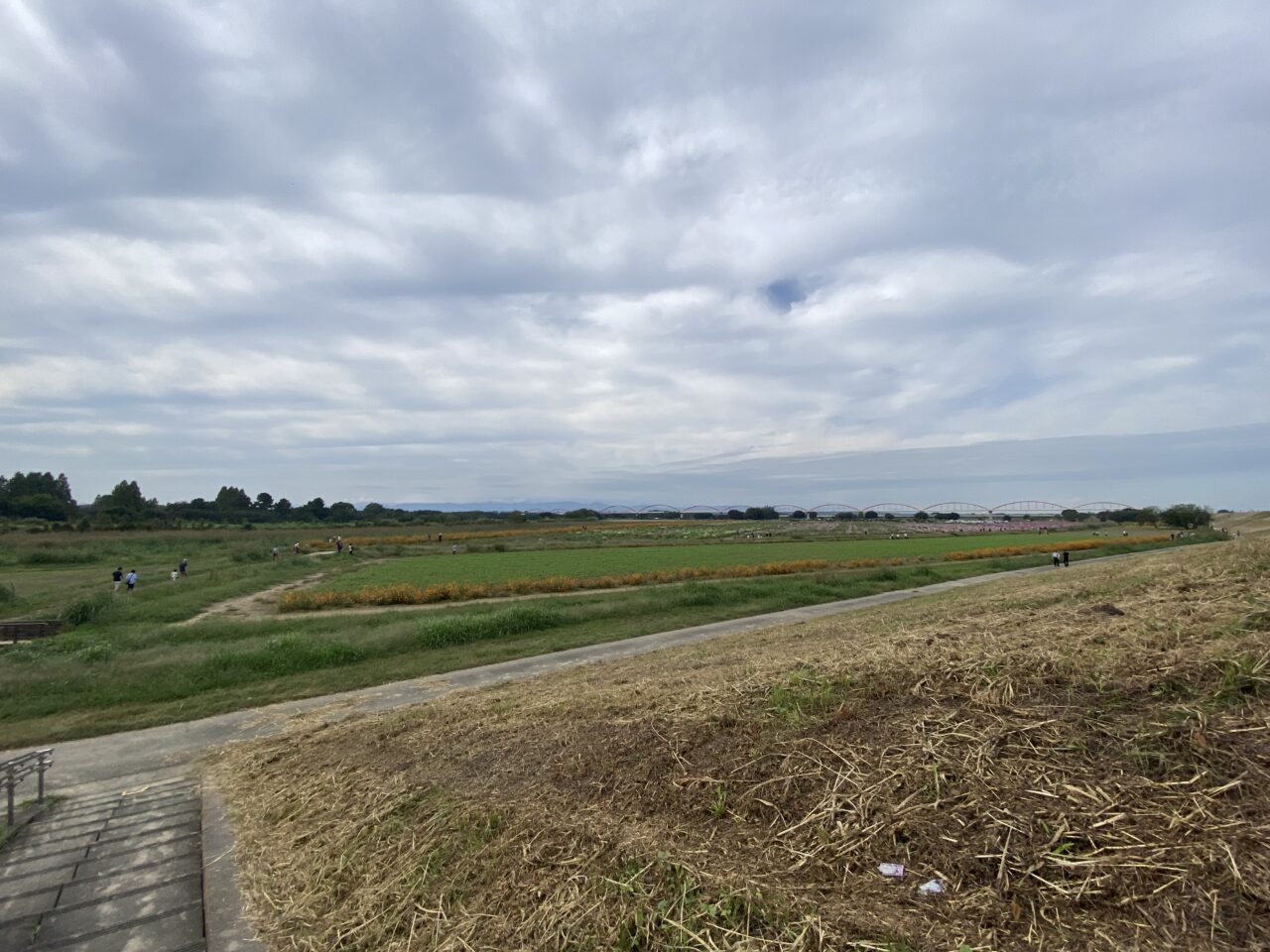 コスモスフェスティバル開催前の開花状況
