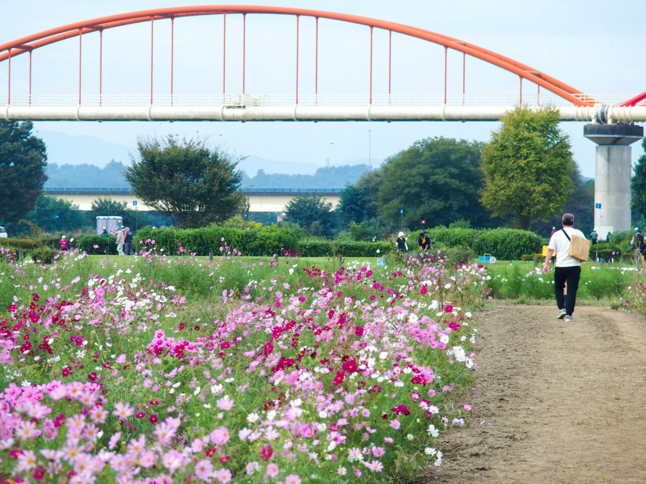 コスモスフェスティバル開催前の開花状況