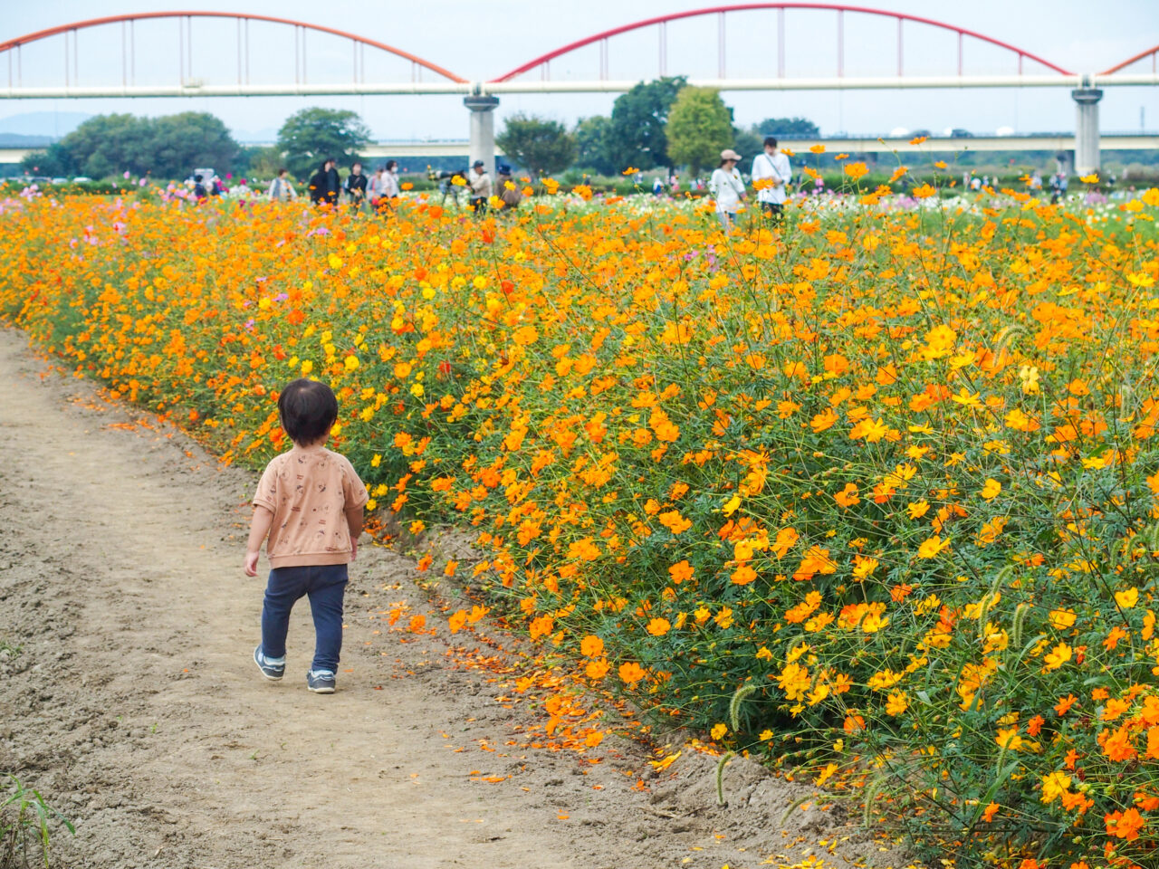 コスモスフェスティバル開催前の開花状況