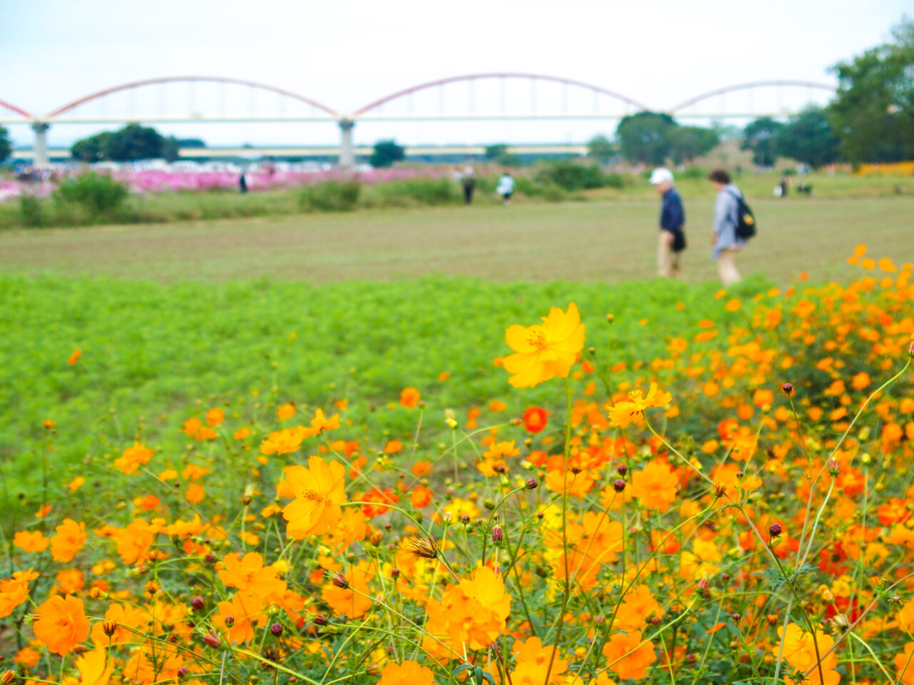 コスモスフェスティバル開催前の開花状況