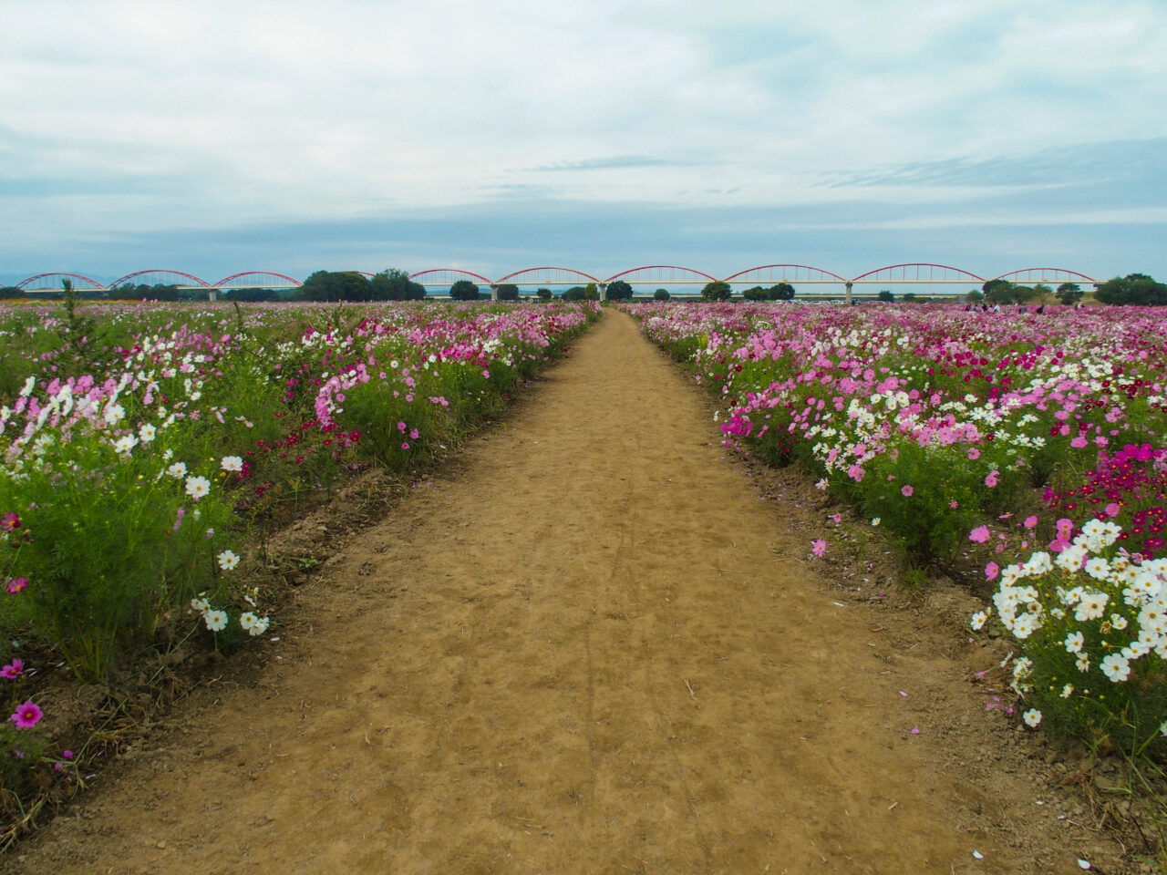 コスモスフェスティバル開催前の開花状況