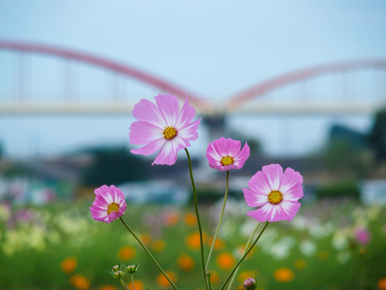 コスモスフェスティバル開催前の開花状況