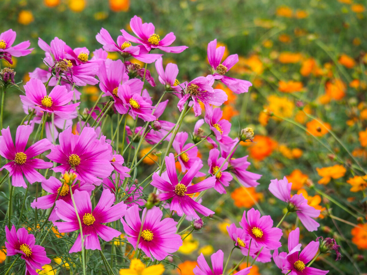 コスモスフェスティバル開催前の開花状況