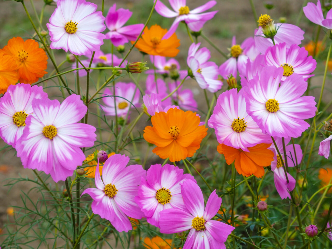 コスモスフェスティバル開催前の開花状況