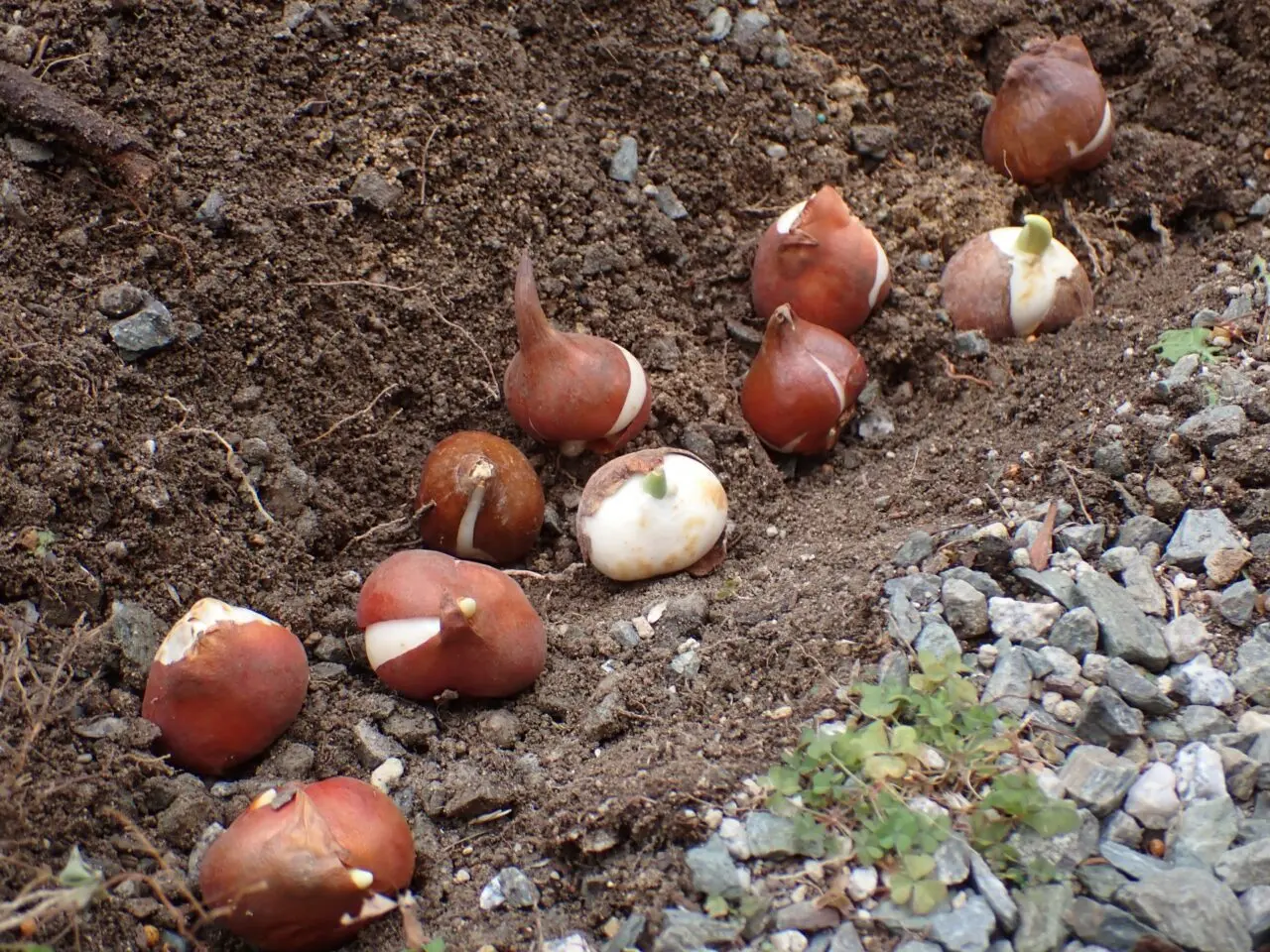 チューリップの球根