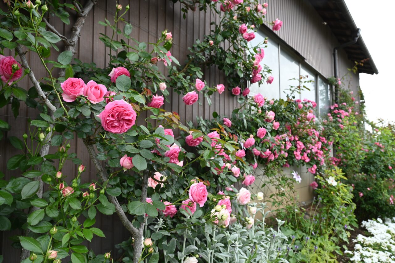 きたもとオープンガーデン